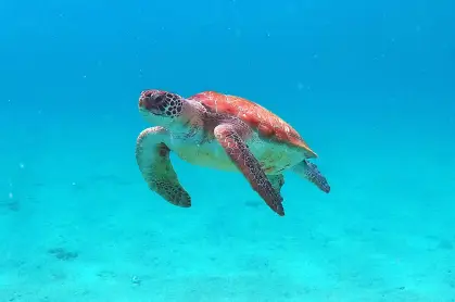 snorkel_safari_tour_-_Blue_Finn_8